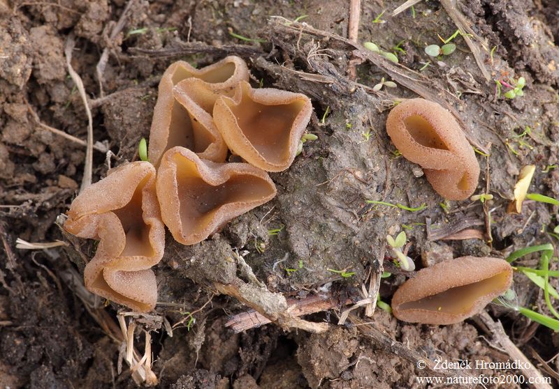 řasnatka vosková, Peziza vesiculosa (Houby, Fungi)